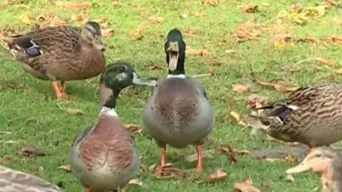Ducks