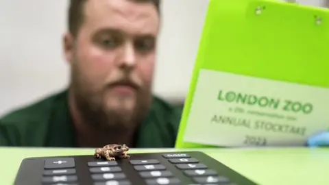 PA Media A Majorcan midwife toad looks at the camera as it is counted during the annual stocktake at the zoo.