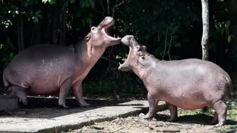 RAUL ARBOLEDA/Getty Images Hippos at Hacienda Nápoles, once the private zoo of drug kingpin Pablo Escobar, in Colombia, 12 September 2020