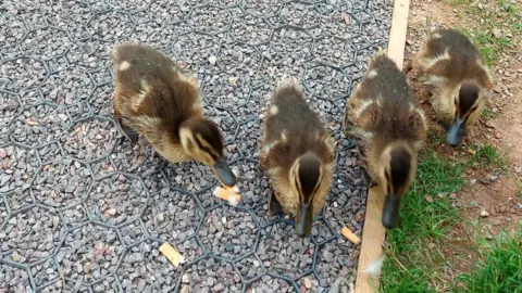 Linda Wick Ducklings pecking cigarette butts