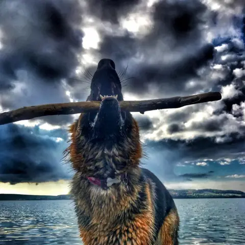 Kathryn Koromilas Dog