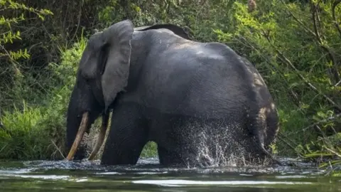 Getty Images A bull elephant bathes on the Northern shores of Lake Edward inside Virunga National Park, in Ishango, DR Congo (09 August 2013)