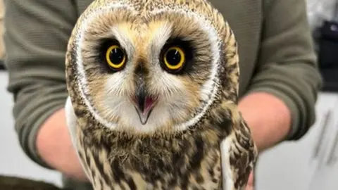Marine and Wildlife Rescue Owl.