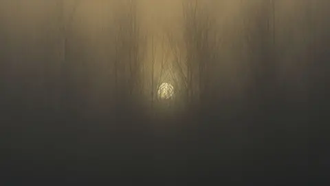 Getty Images The sun sets behind a wood shrouded in fog