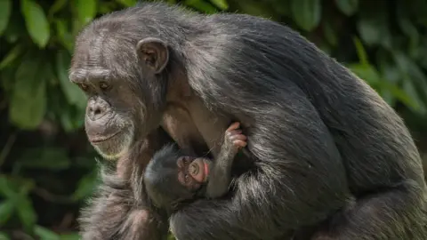 Chester Zoo chimps at Chester Zoo