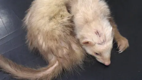 Stroud District Council Injured Ferrett