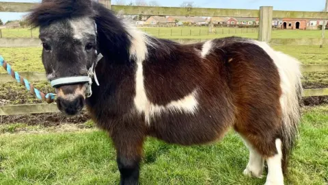 RSPCA Toni after his recovery