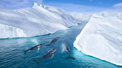 Getty Images Humpback whales