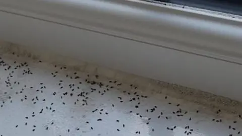 Diane Jackson Plaster beetle