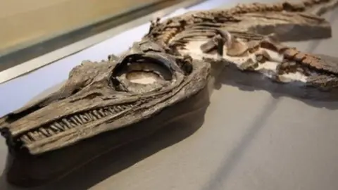 Ichthyosaur fossil