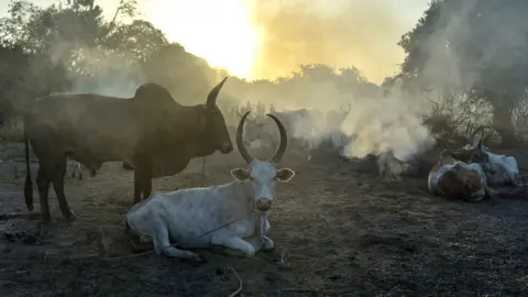 Getty Images A group of cows surrounded by mist