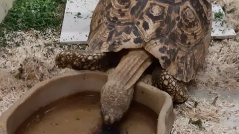 West Mercia Police A rescued tortoise