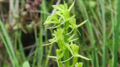 Hugh Venables/Geograph Fen orchid