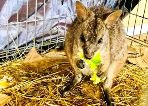 BBC Edward the wallaby