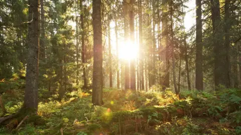 Getty Images Forest