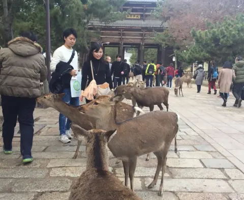 BBC Deer and tourists in Nara