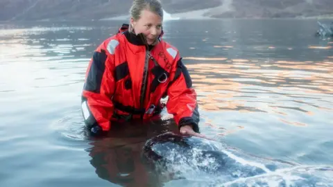 Carsten Egevang Researchers from UC Santa Cruz had to be in the water to fit tracking devices to the narwhals