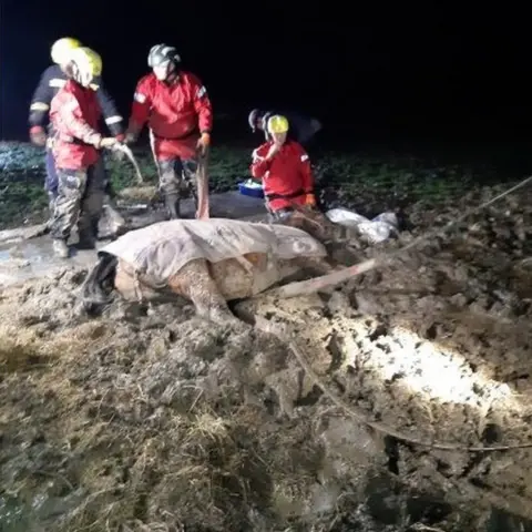 H&IOWFRS Lincoln the horse in stable stuck in mud