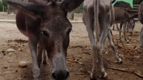 Donkeys at the sanctuary