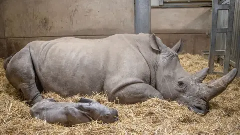 Knowsley Safari Park Mother Bayami with the calf