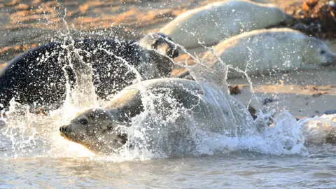 PA Farne Island grey seals