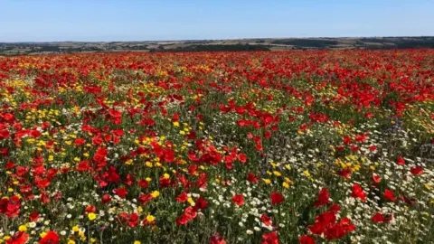 Dion Johns Wildflower field near Ivybridge