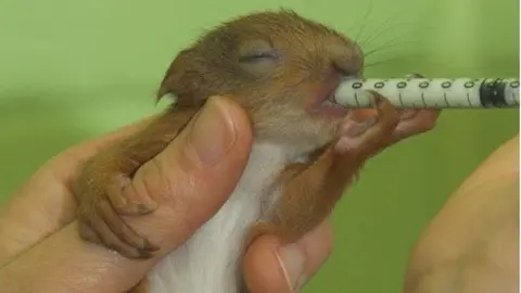 Scottish SPCA Squirrel