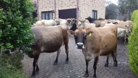 Rob Morris Cows in Maulden