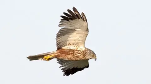 PA Media A male Marsh Harrier