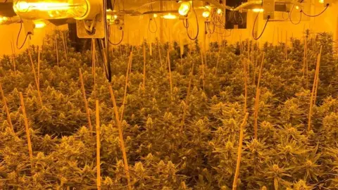 Cleveland Police cannabis plants