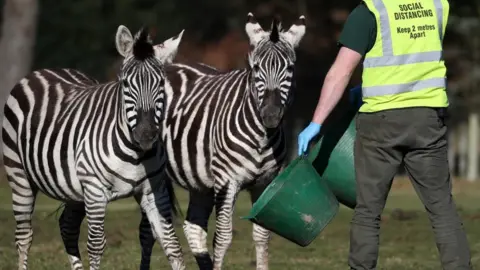 zebras