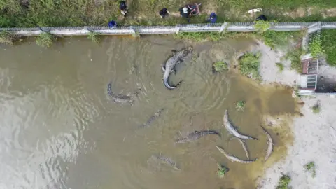 BBC / Anindita Pradana Crocodiles in Alobi