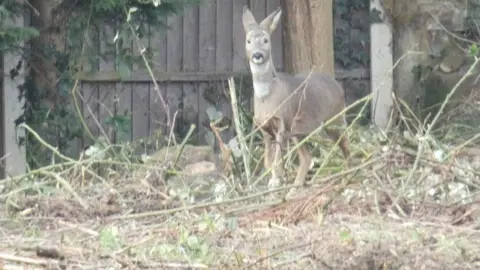 Picture supplied The deer