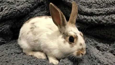 Dave Gordon Rescued rabbit