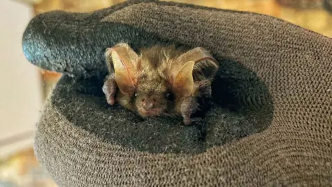 National Trust A bat