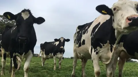 Cows in field