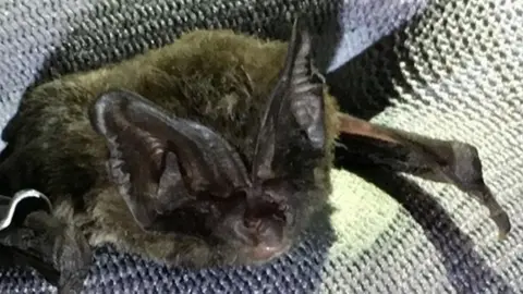South Somerset District Council The Barbastelle bat