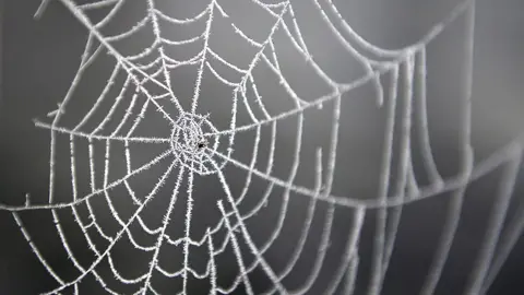 Getty Images Spider web