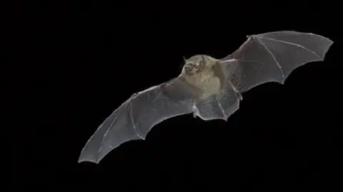 Daniel Hargreaves/www.bats.org.uk Soprano Pipistrelles