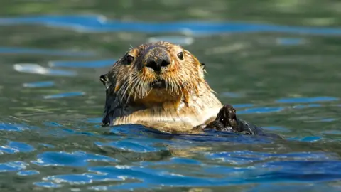 Getty Images sea otter