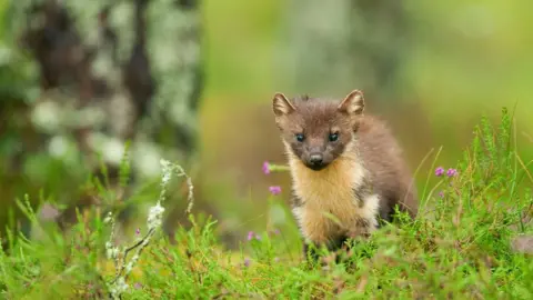 Terry Whittaker Pine marten