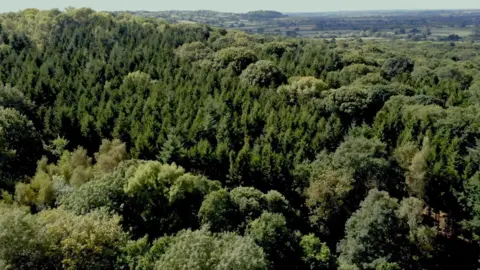 BBC Great Wood tree canopy