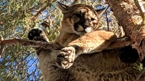A cougar resting on a branch about 50ft above the ground in San Bernardino, California