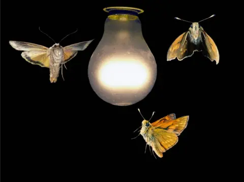 SCIENCE PHOTO LIBRARY Moths