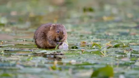 Tom Marshall Water vole