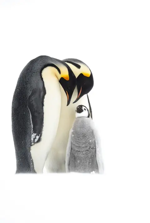 Thomas Vijayan / Bird Photographer of the Year Two penguins look down at a baby penguin