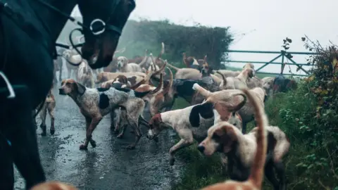 Getty Images Hunting dogs