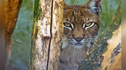 lynx at Cat Survival Trust in Welwyn