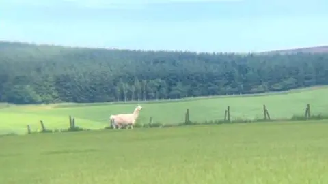 Scottish SPCA Llama in field