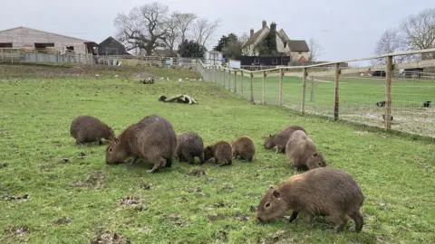 Andrew Woodger/BBC Capybara at Jimmy's Farm, Wherstead